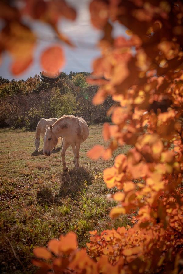 Tmbin'S Barn - Nature, Horses, Family Sežana Extérieur photo