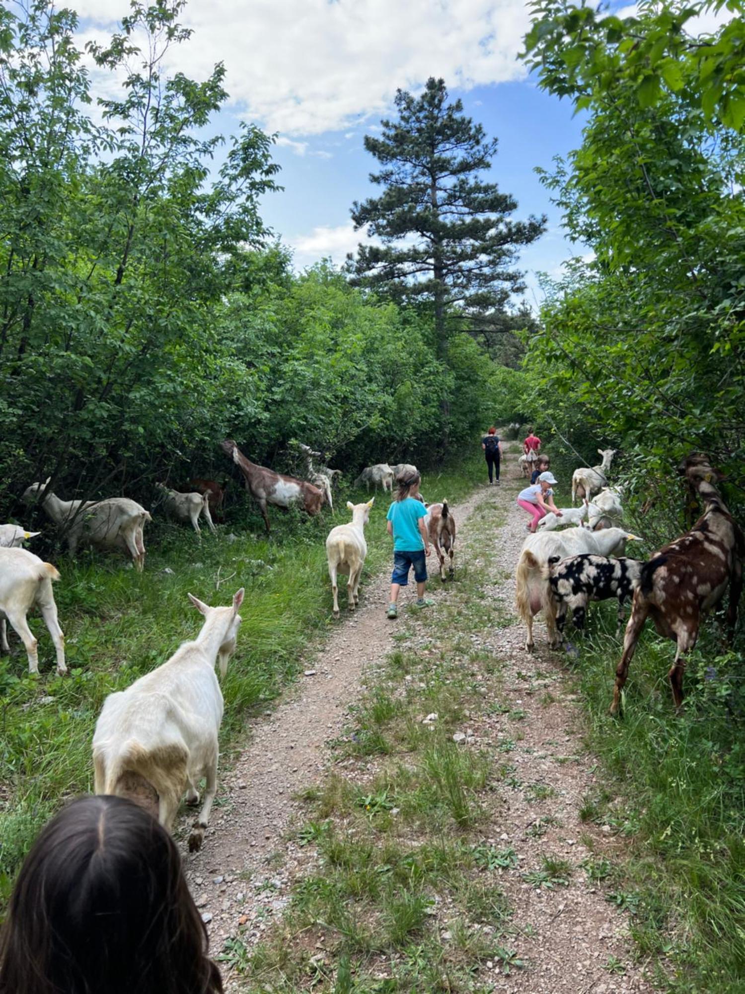 Tmbin'S Barn - Nature, Horses, Family Sežana Extérieur photo